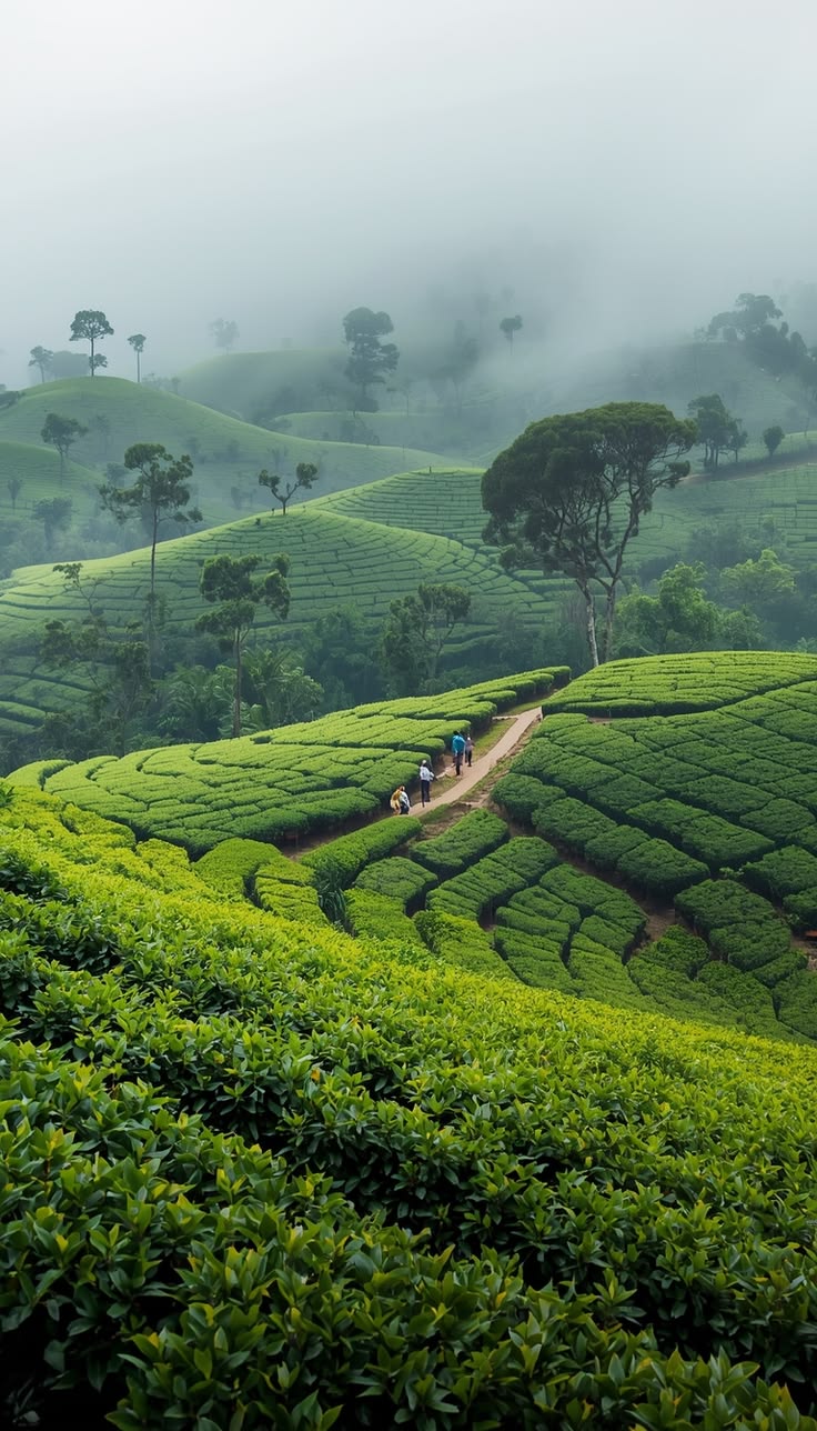 Plantations