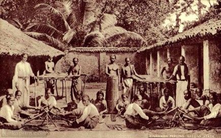 Cinnamon peeling, Ceylon, late 1800s